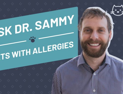 Pets with Allergies