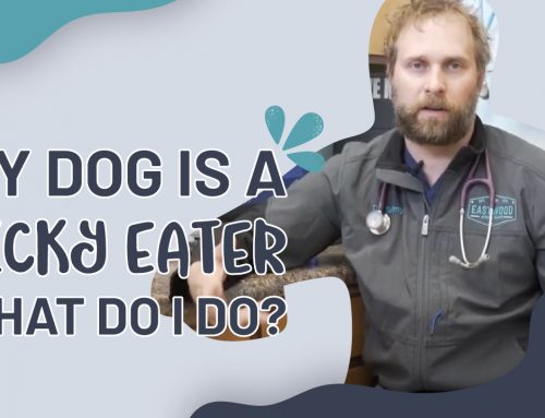 My Dog Is A Picky Eater What Do I Do?