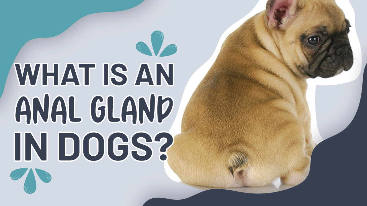What is an Anal Gland in Dogs? Eastwood Animal Clinic