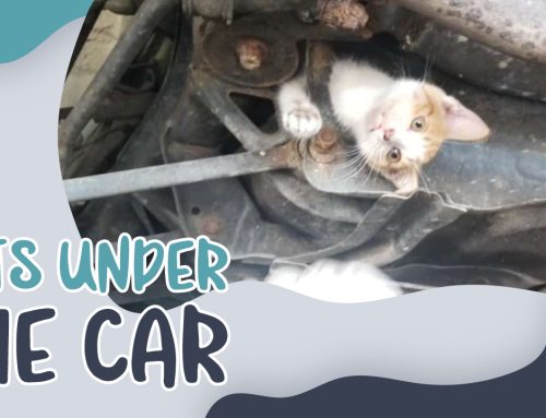 Cats Under The Car