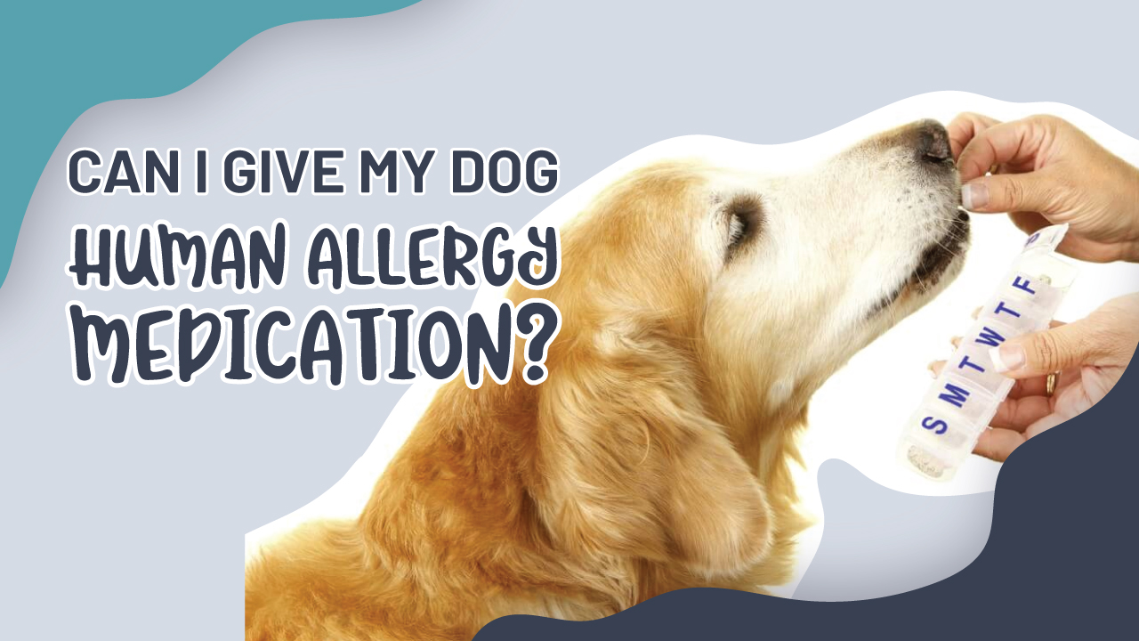 Can I give my dog human allergy medication? Eastwood Animal Clinic