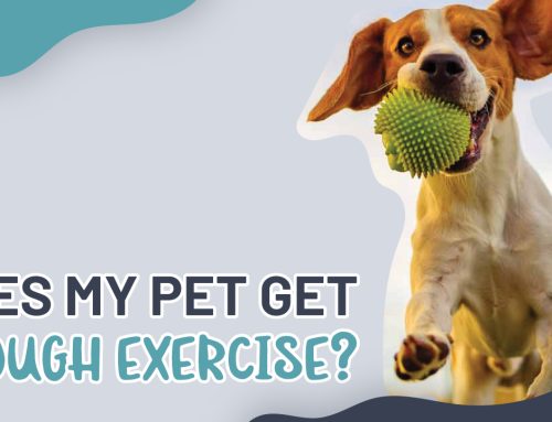 Does My Pet Get Enough Exercise?