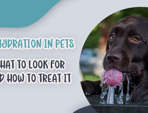 Dehydration in Pets: What to Look for and How to Treat It