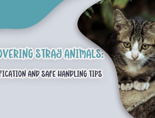 Discovering Stray Animals: Identification and Safe Handling Tips