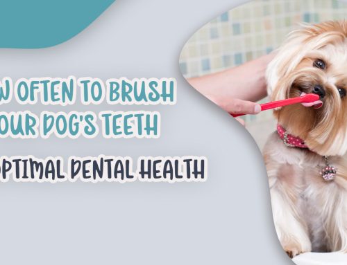 How Often to Brush Your Dog’s Teeth for Optimal Dental Health