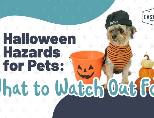 Halloween Hazards for Pets: What to Watch Out For